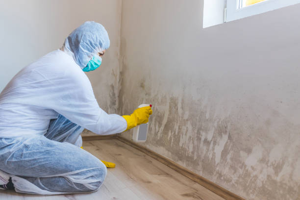 Licensed Mold Remediation service in Middletown, MD - WQB Mold Removal